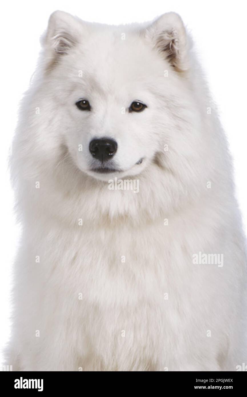 Samoyed, testa e spalle, vista frontale Foto Stock