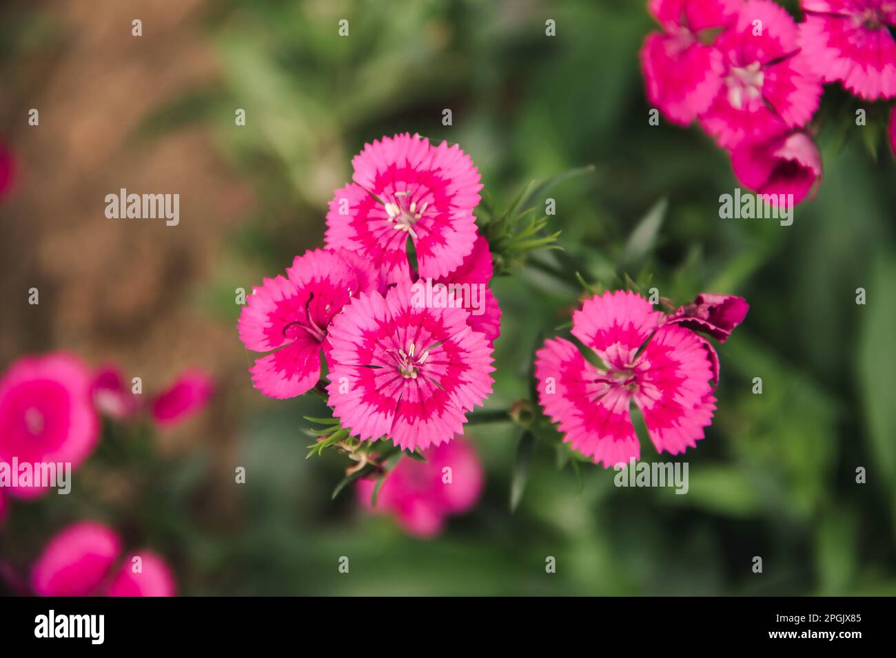 Dianthus è un genere di garofani con bellissimi fiori che catturano l'occhio. Foto Stock
