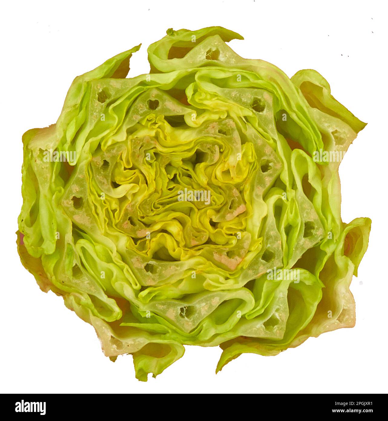 Cresca la vostra propria vena - variazioni superiori della lattuga romana seduta in piatto d'acqua Foto Stock