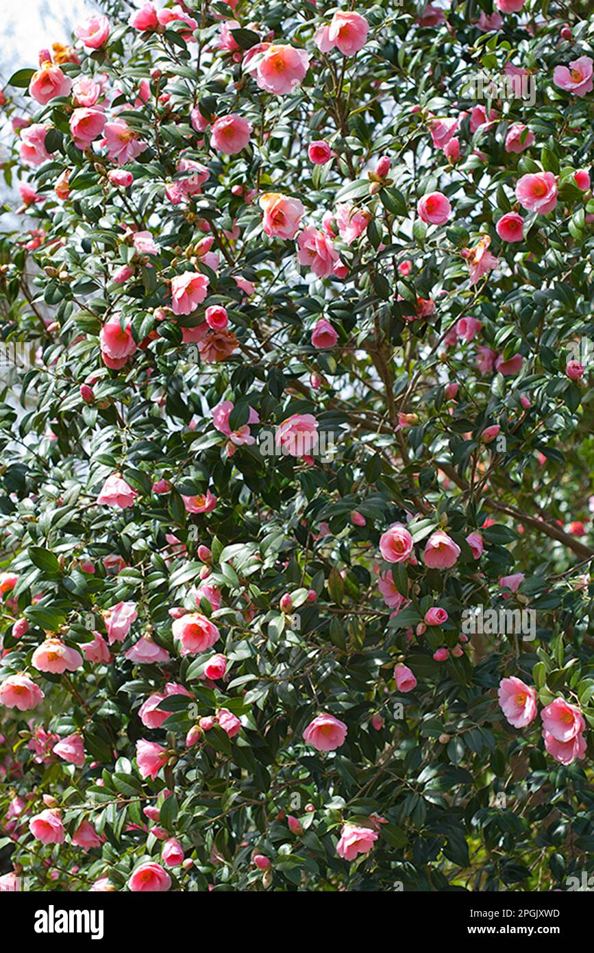 Camellia x williamsii 'Bowen Bryant' Foto Stock