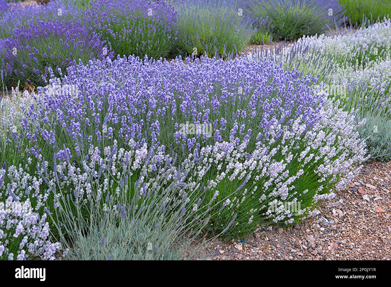 Lavandula angustifolia 'Hidcote rosa' Foto Stock