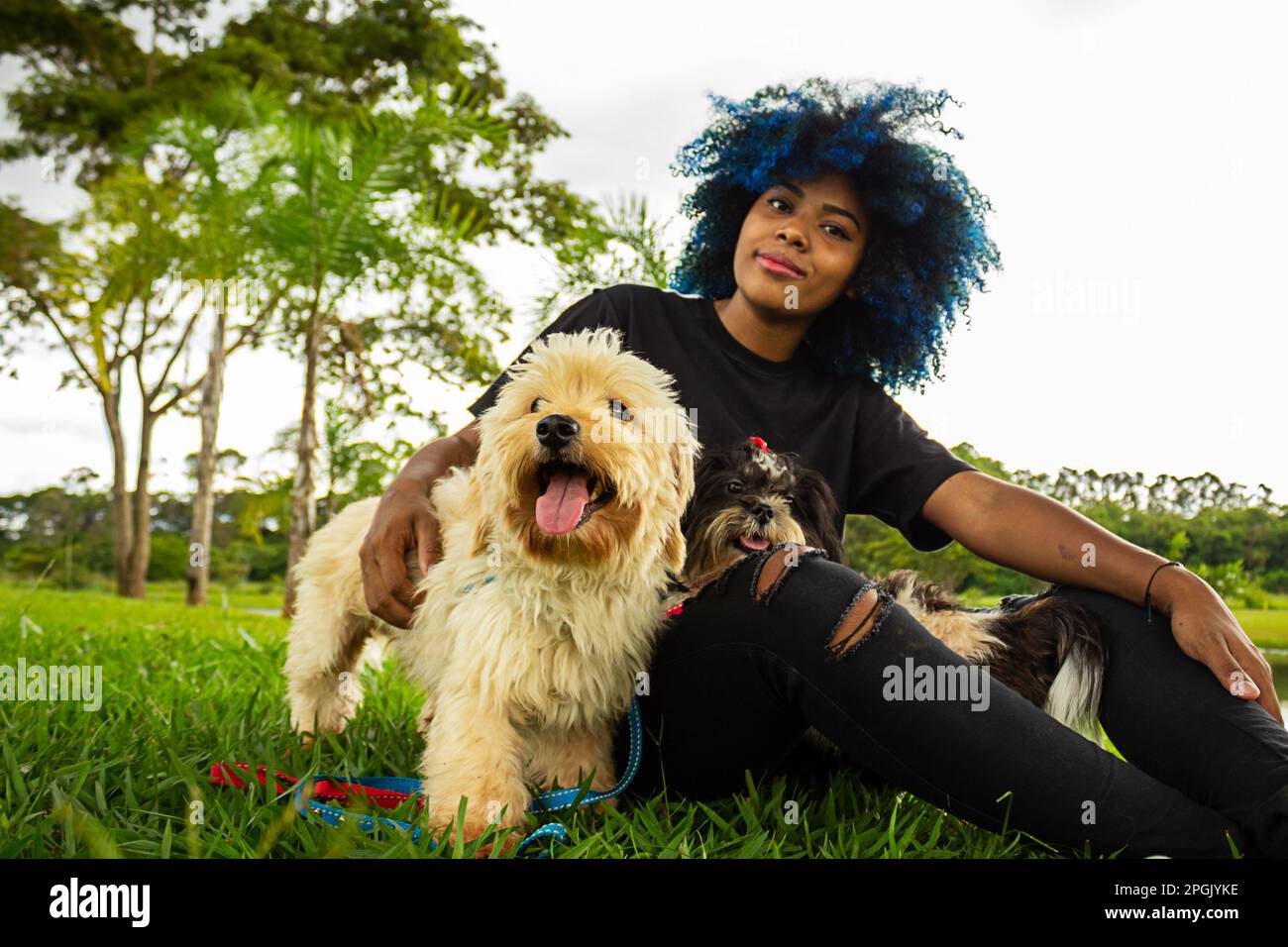 Goiania, Goias, Brasile – 20 marzo 2023: Una giovane donna nera, dai capelli ricci, tinto di blu, seduta sul prato di un parco con i suoi cani. Foto Stock