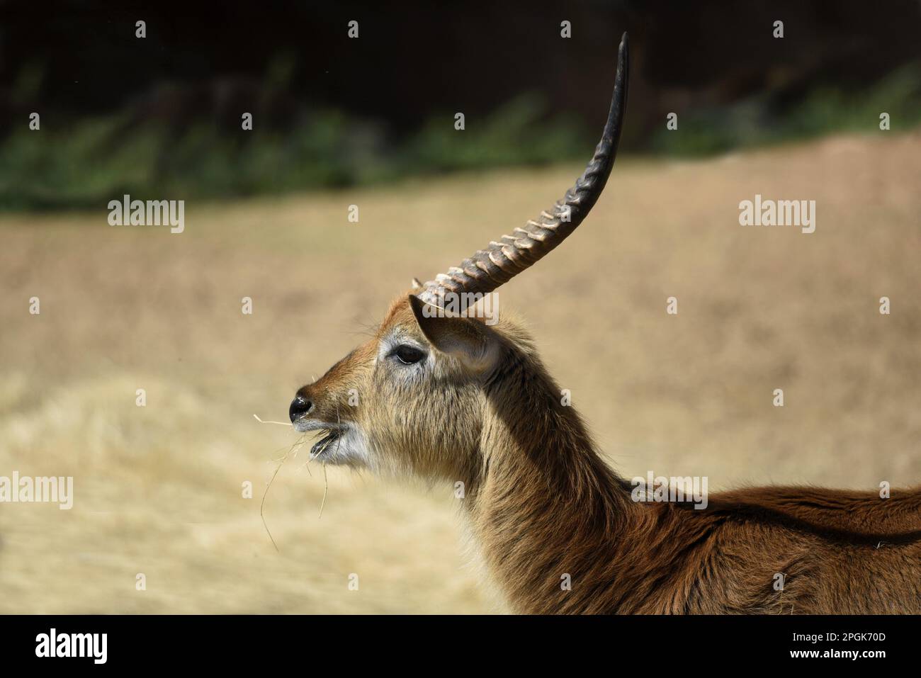 Ritratto naturale di un Kafue Flats lechwe (Kobus leche kafuensis) Foto Stock