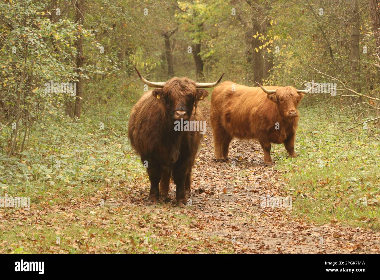 Bestiame delle highland che blocca la corsia forestale nella riserva naturale Noordhollands Duinreservaat vicino Castricum, Paesi Bassi Foto Stock