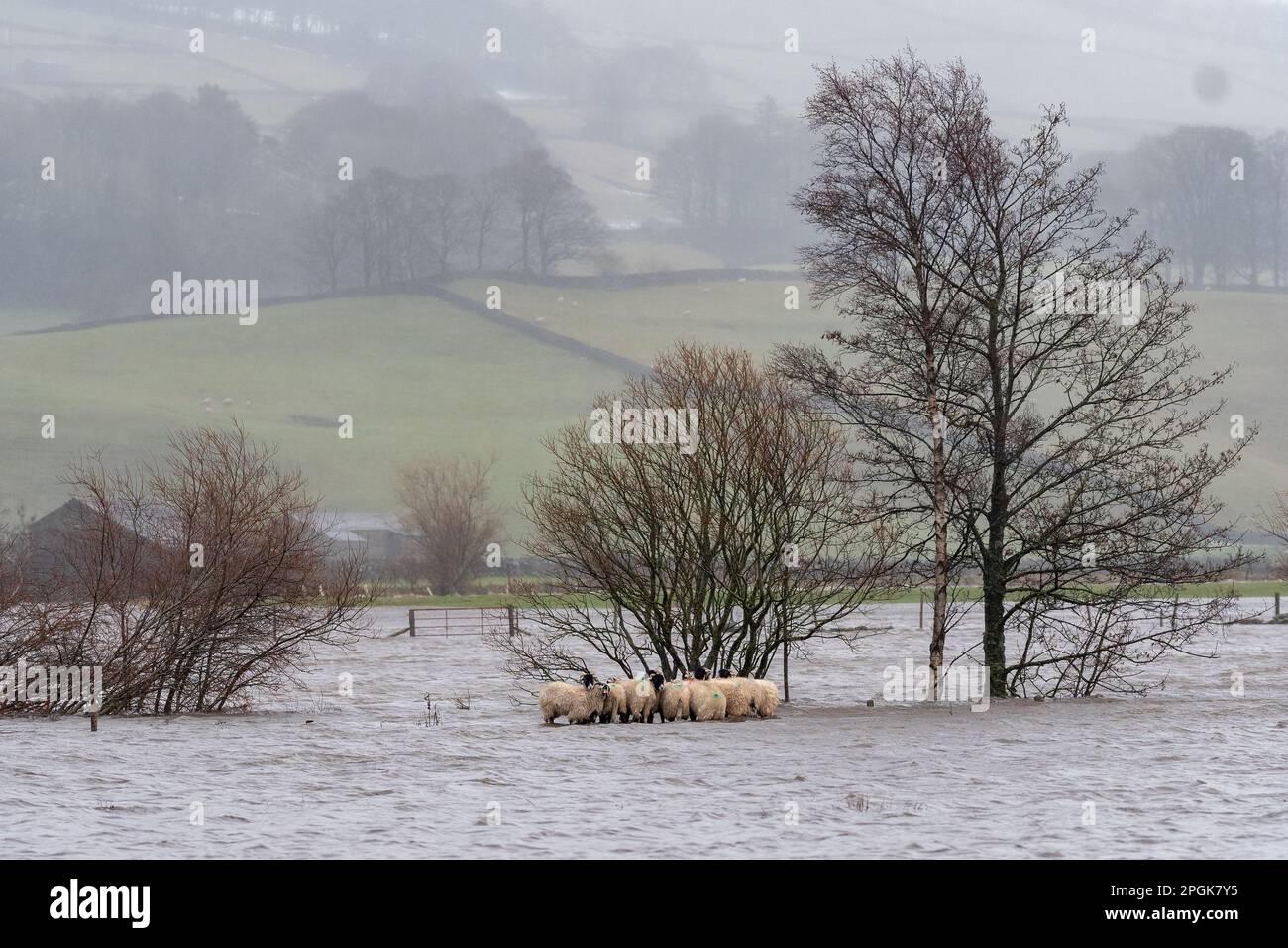 Gruppo di pecore catturato in alluvione come il fiume Ure scoppiò le sue rive vicino Hawes a Wensleydale dopo un improvviso scongelamento. North Yorkshire, Regno Unito. Foto Stock