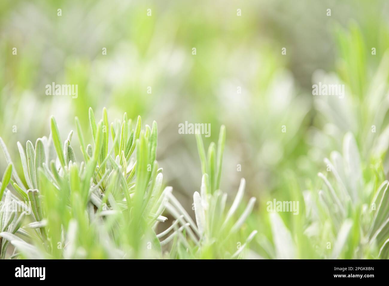 Verde naturale sfondo astratto dalla natura con piante e luce solare per l'ecologia e l'ambiente Foto Stock