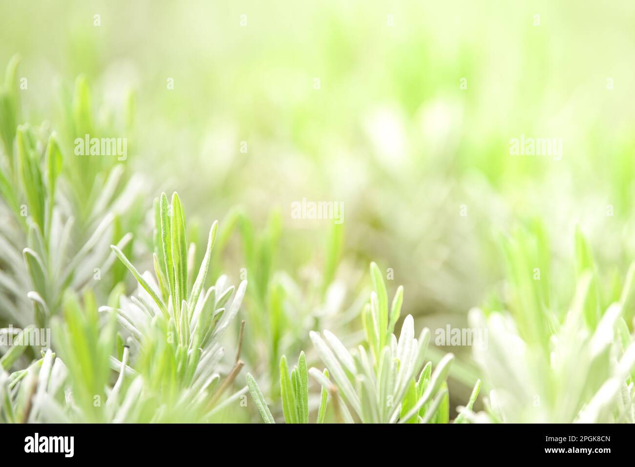 Verde naturale sfondo astratto dalla natura con piante e luce solare per l'ecologia e l'ambiente Foto Stock