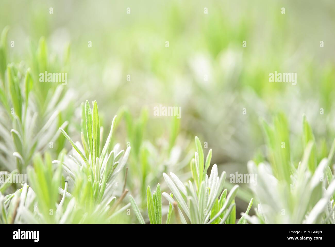 Verde naturale sfondo astratto dalla natura con piante e luce solare per l'ecologia e l'ambiente Foto Stock
