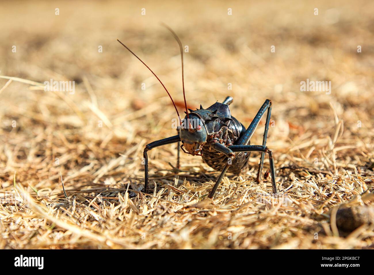 Un Cricket Africano Armored Ground in Namibia Foto Stock