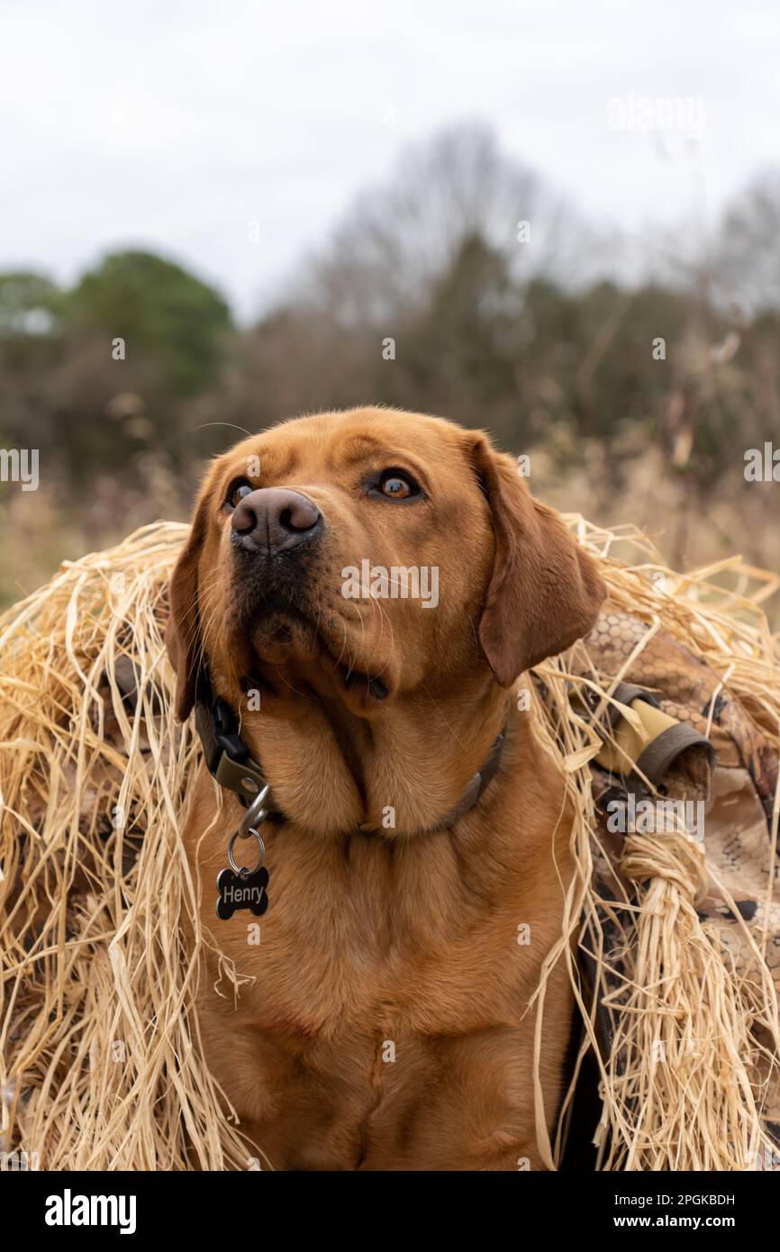 Un colpo verticale di un cane marrone seduto su una zona erbosa coperta di paglia Foto Stock