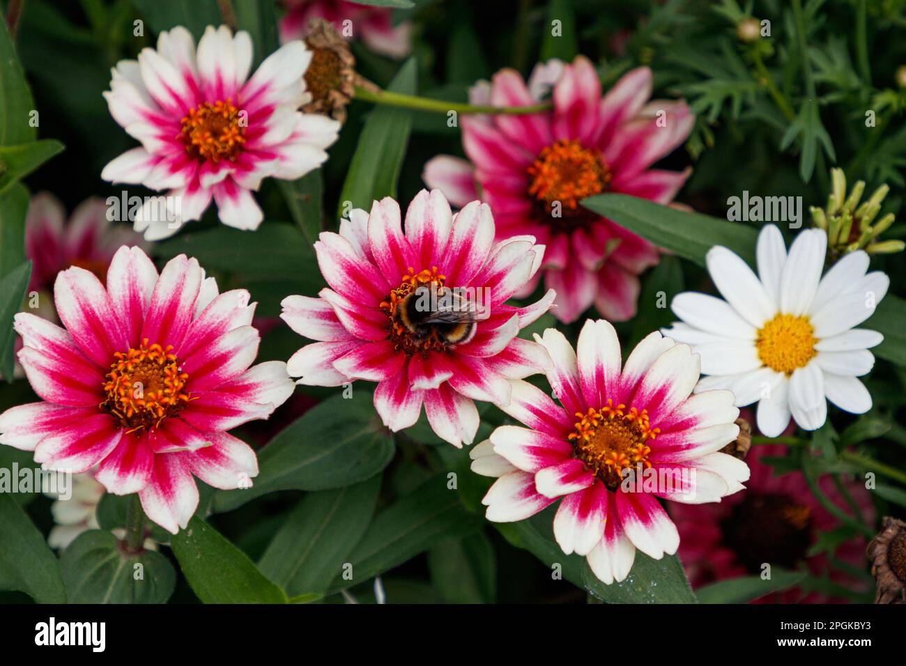 Un primo piano di un'ape che riposa su un fiore rosa di Zinnia, varietà Zahara Starlight Rose Foto Stock