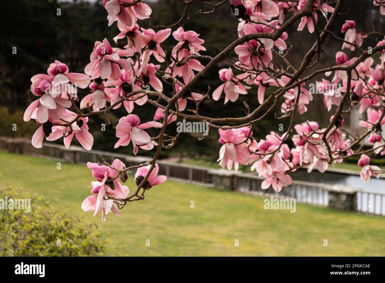 Rosa Magnolia Soulangeana fiori in primavera Foto Stock