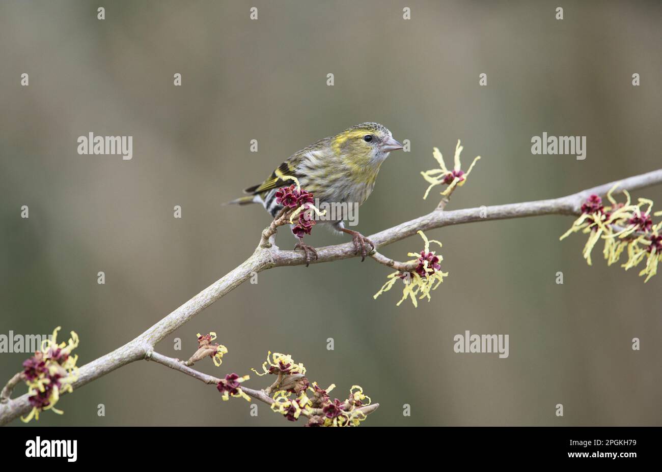 La pelle femmina (Spinus spinus) sul nocciolo di strega giapponese (Hamamelis) all'inizio della primavera. La pianta è in fiore. Foto Stock