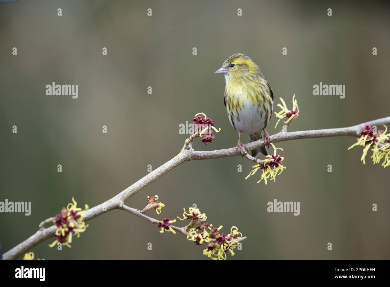 La pelle femmina (Spinus spinus) sul nocciolo di strega giapponese (Hamamelis) all'inizio della primavera. La pianta è in fiore. Foto Stock