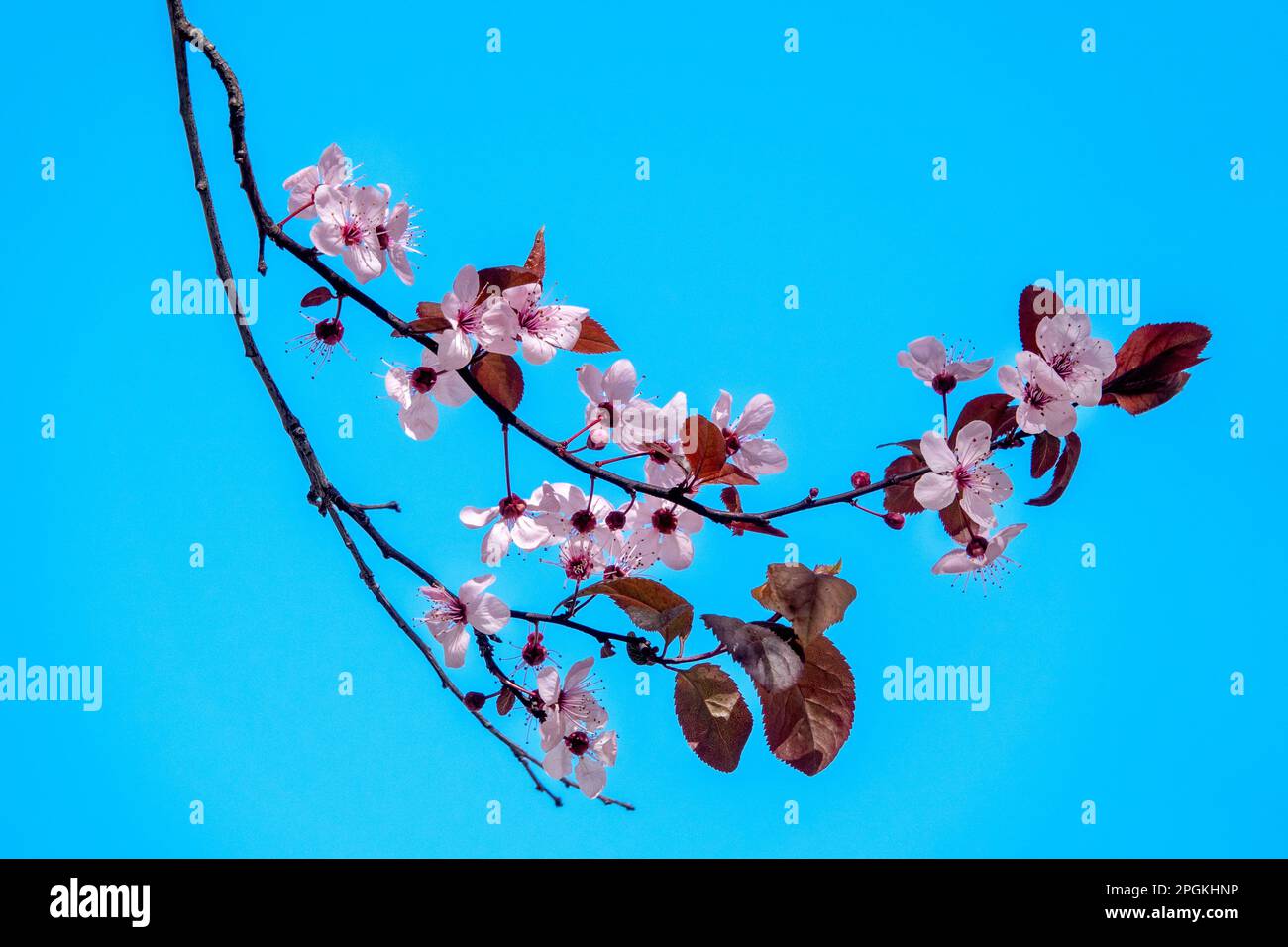 Primo piano di alcuni fiori di ciliegia prugna (Prunus cerasifera) Foto Stock