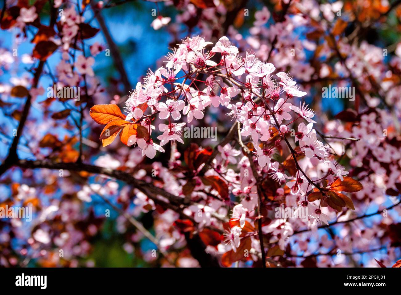 Primo piano di alcuni fiori di ciliegia prugna (Prunus cerasifera) Foto Stock