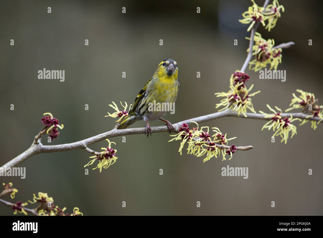 La pelle di Sincio maschile (Spinus spinus) sul nocciolo di strega giapponese (Hamamelis) all'inizio della primavera. La pianta è in fiore. Foto Stock