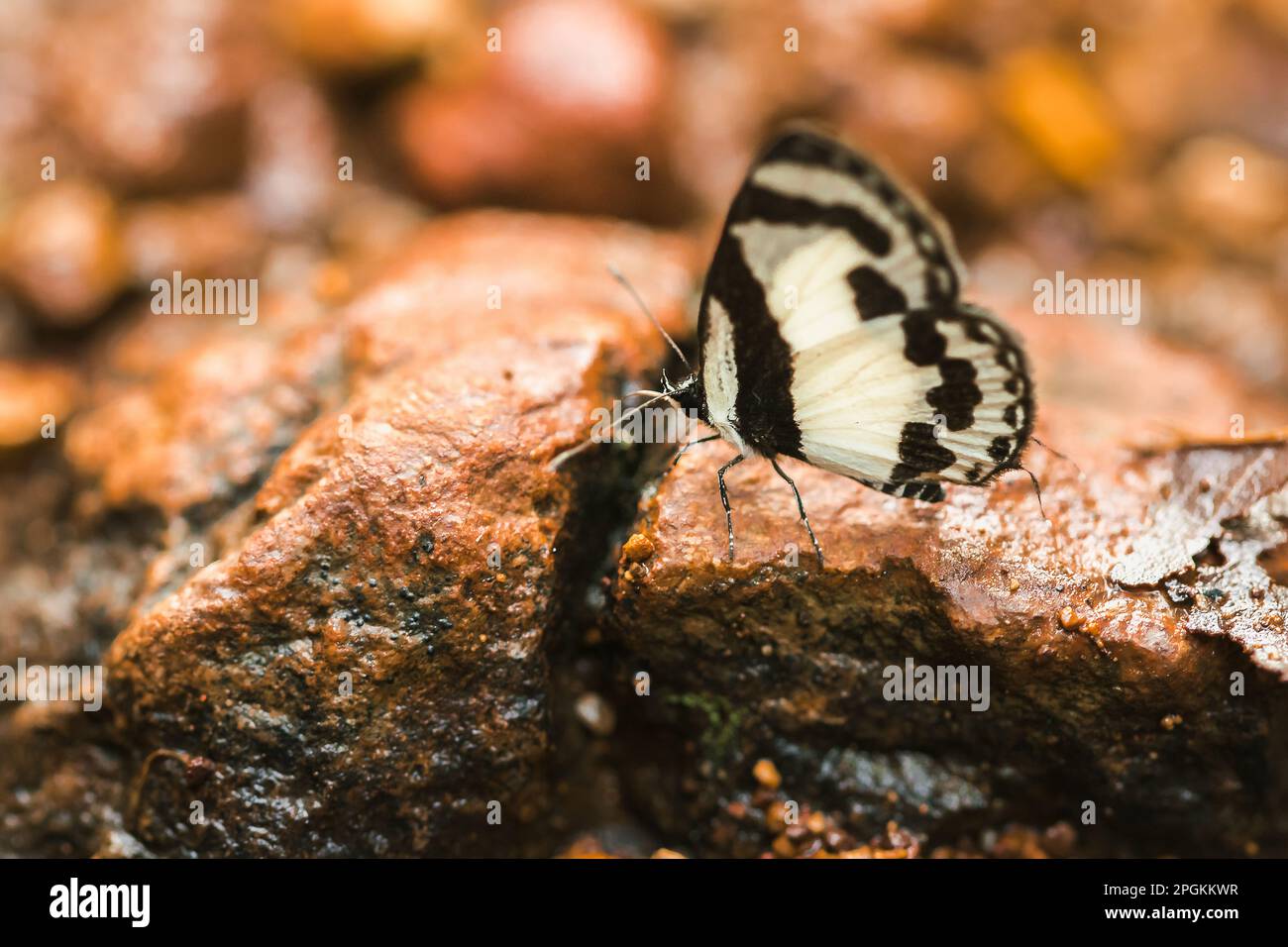 Pierrot Castalius rosimon Rosimon Rock, Pierrot macro Castalius rosimon Rosimon in natura, Pierrot Castalius rosimon Rosimon, periodo di incubazione 14 giorno Foto Stock