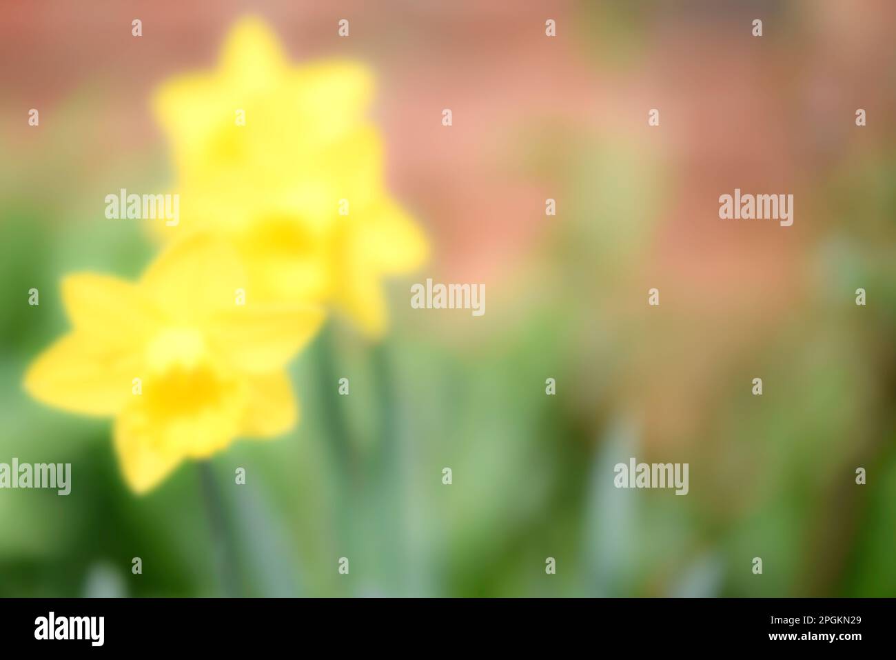 Pasqua e primavera sfondo di colore giallo e verde sfumato natura e fiori Foto Stock