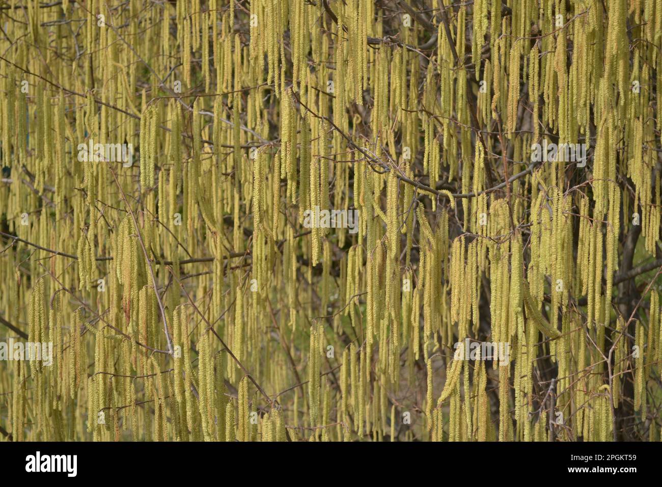 Muro naturale di attesa primavera lungo catkins giallo. Primo piano delle ghirlande naturali della fioritura primaverile dei cetrioli. Sfondi natura. Foto Stock