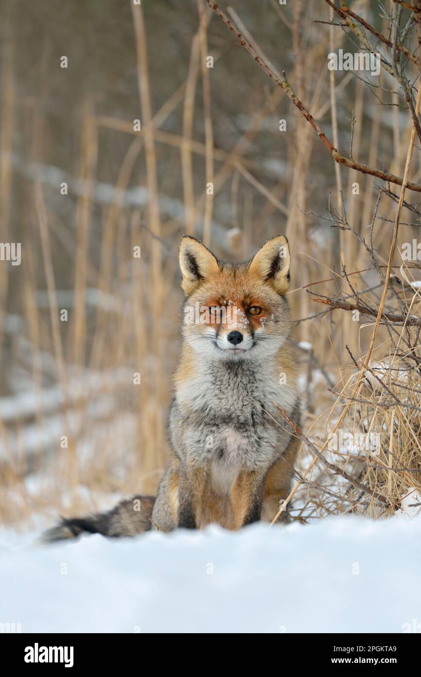 molto ben educato... Volpe rossa ( vulpes vulpes ) seduta tensamente guardando al bordo di un grillo nella neve. Foto Stock