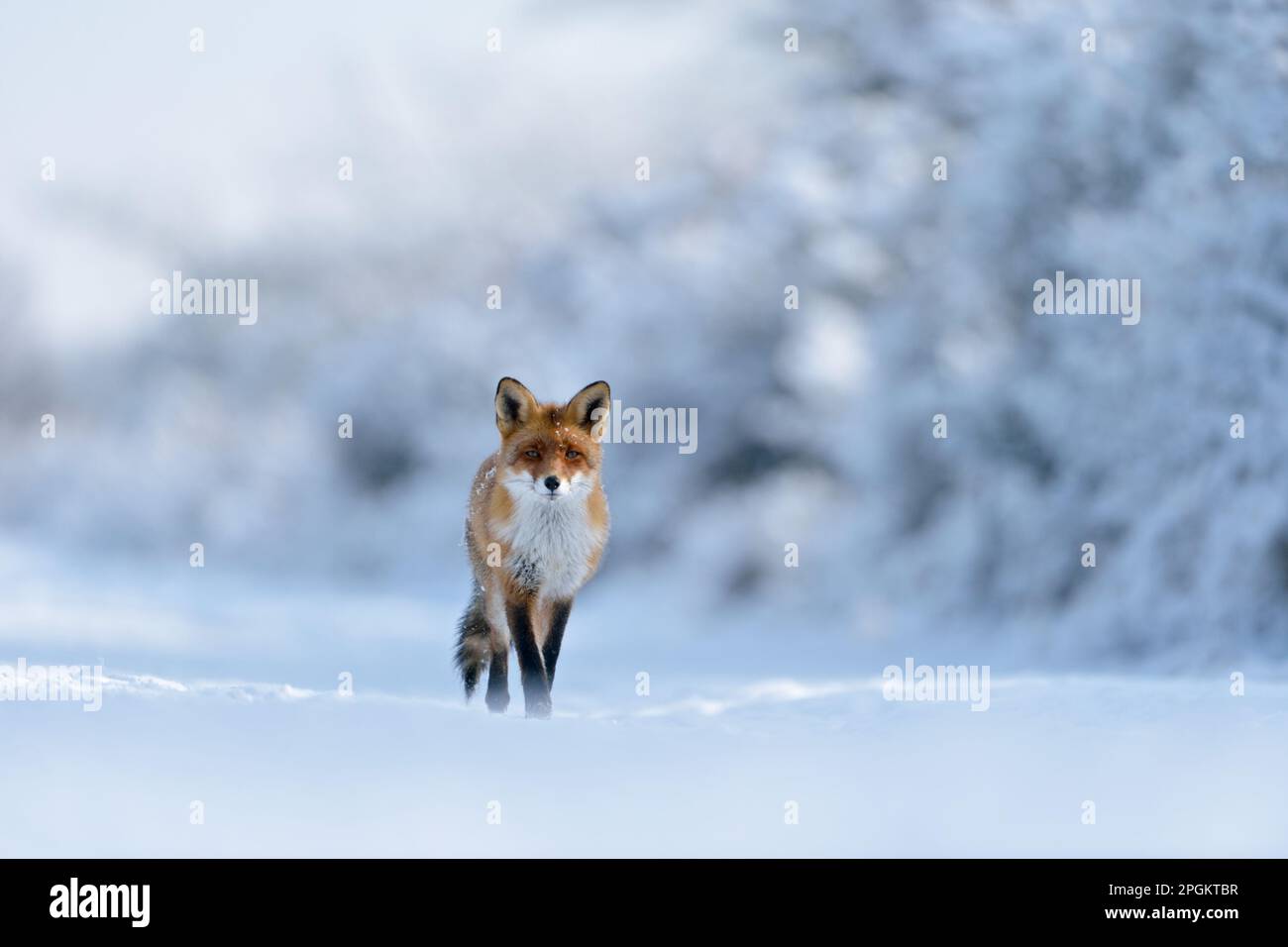 Fiaba invernale... La volpe rossa ( Vulpes vulpes ) attraversa un paesaggio innevato lungo il bordo della foresta direttamente verso la telecamera, Sho frontale Foto Stock