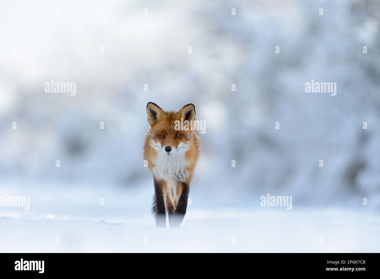 Contatto con gli occhi... La volpe rossa ( Vulpes vulpes ) attraversa un paesaggio innevato lungo il bordo della foresta direttamente verso la telecamera, ripresa frontale. Foto Stock