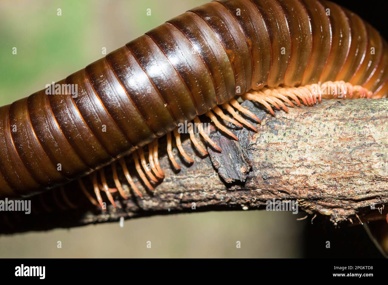 Le gambe millipede sono sui rami. I millipedes hanno segmenti, ciascuno con due paia delle gambe. Foto Stock