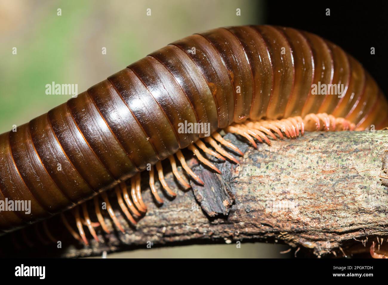 Le gambe millipede sono sui rami. I millipedes hanno segmenti, ciascuno con due paia delle gambe. Foto Stock