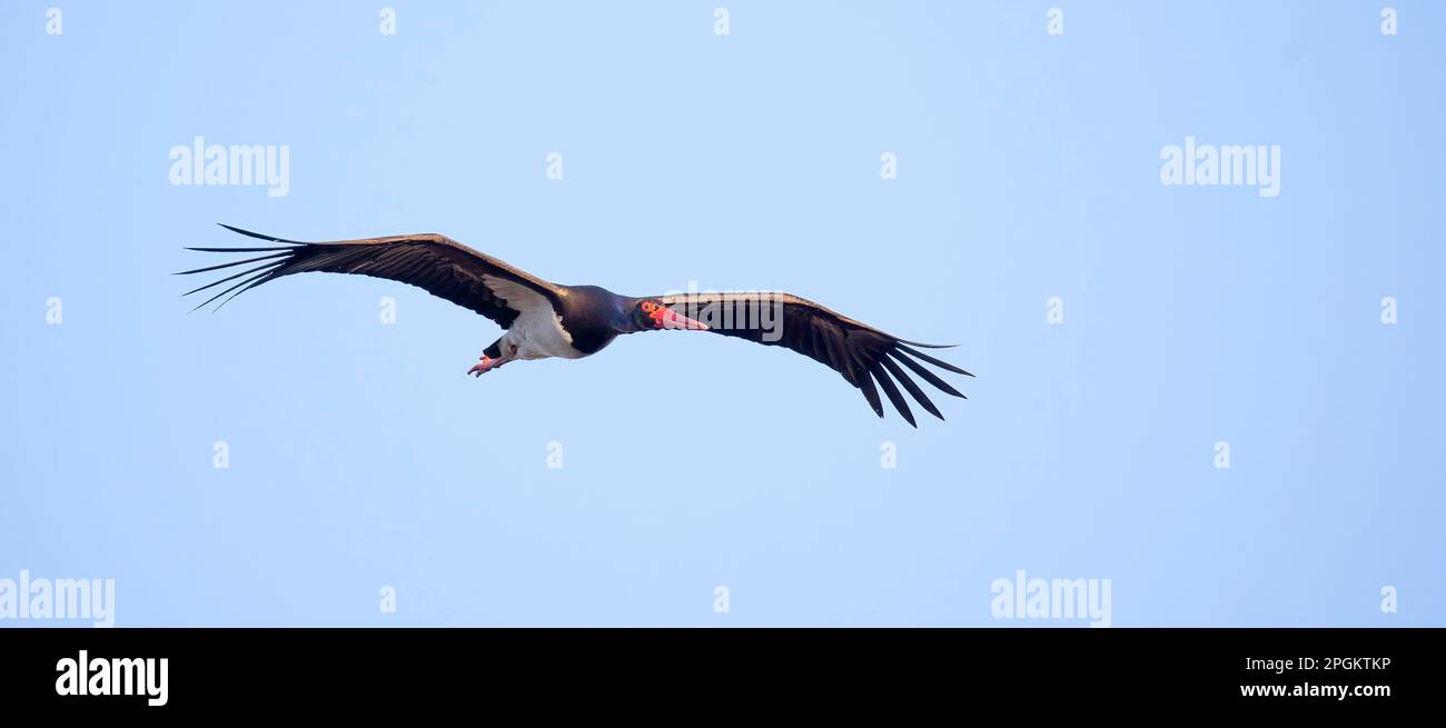 Cicogna nera ciconia vola attraverso il cielo blu a caccia, la migliore foto. Foto Stock