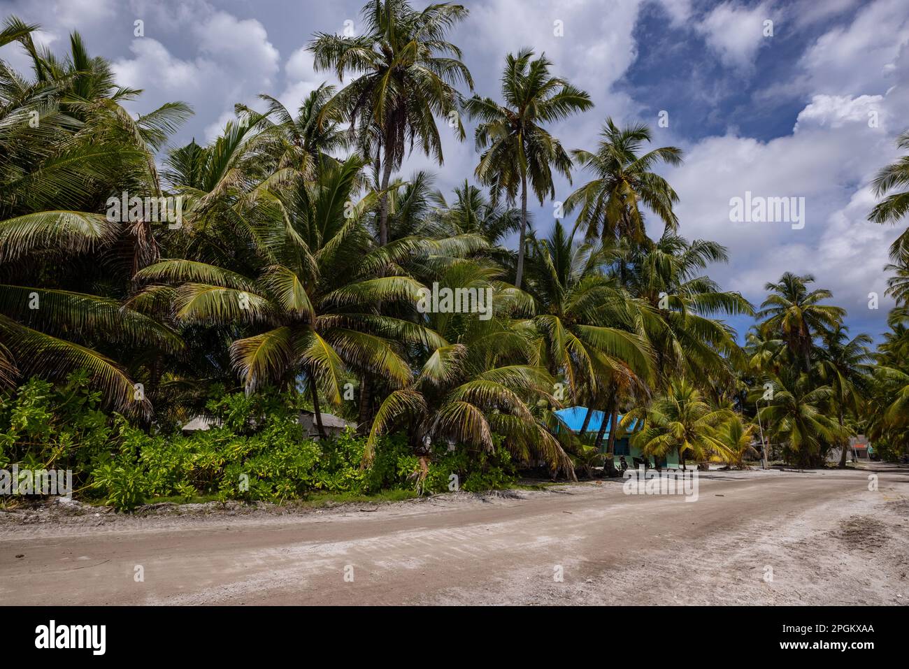 Una passerella sulla spiaggia fiancheggiata da palme da cocco nell'isola di Fuvahmulah (Maldive) Foto Stock
