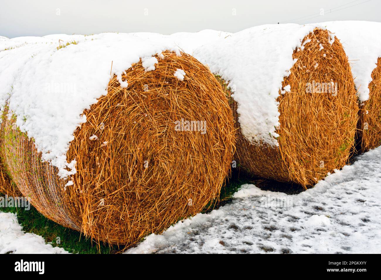 Balle di fieno coperte di neve vicino al villaggio di East Mey, Caithness, Scozia, Regno Unito Foto Stock