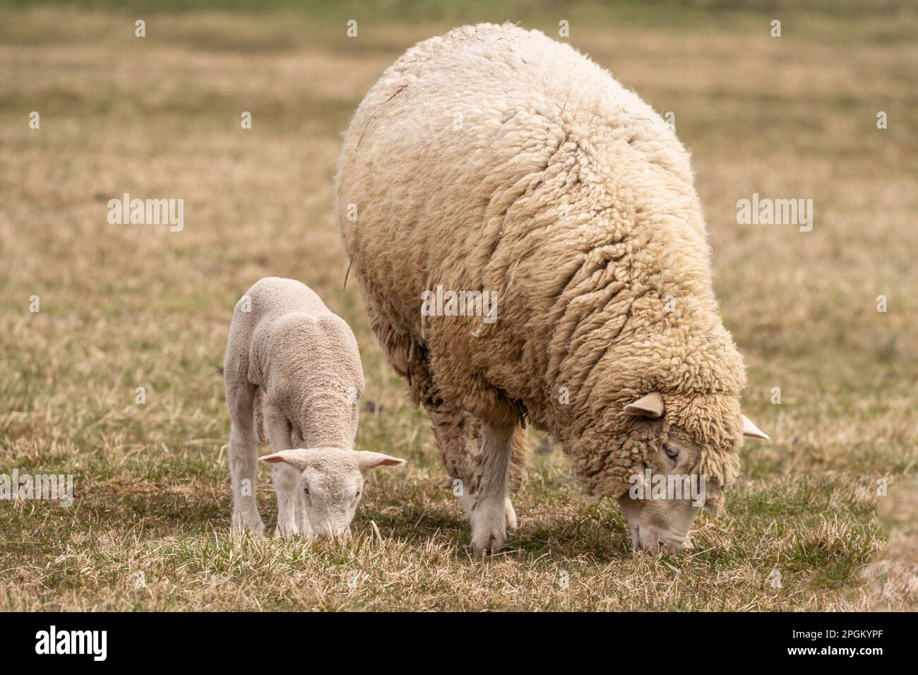 Agnello neonato e pecora madre che pascolano in campo con spazio copia Foto Stock