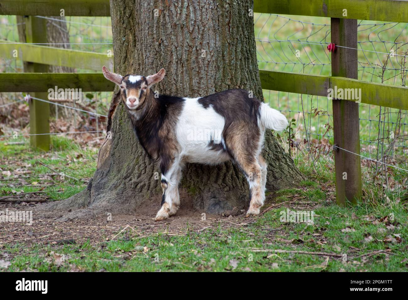 ritratto di una capra bruna e bianca piuttosto appoggiata contro un tronco d'albero Foto Stock