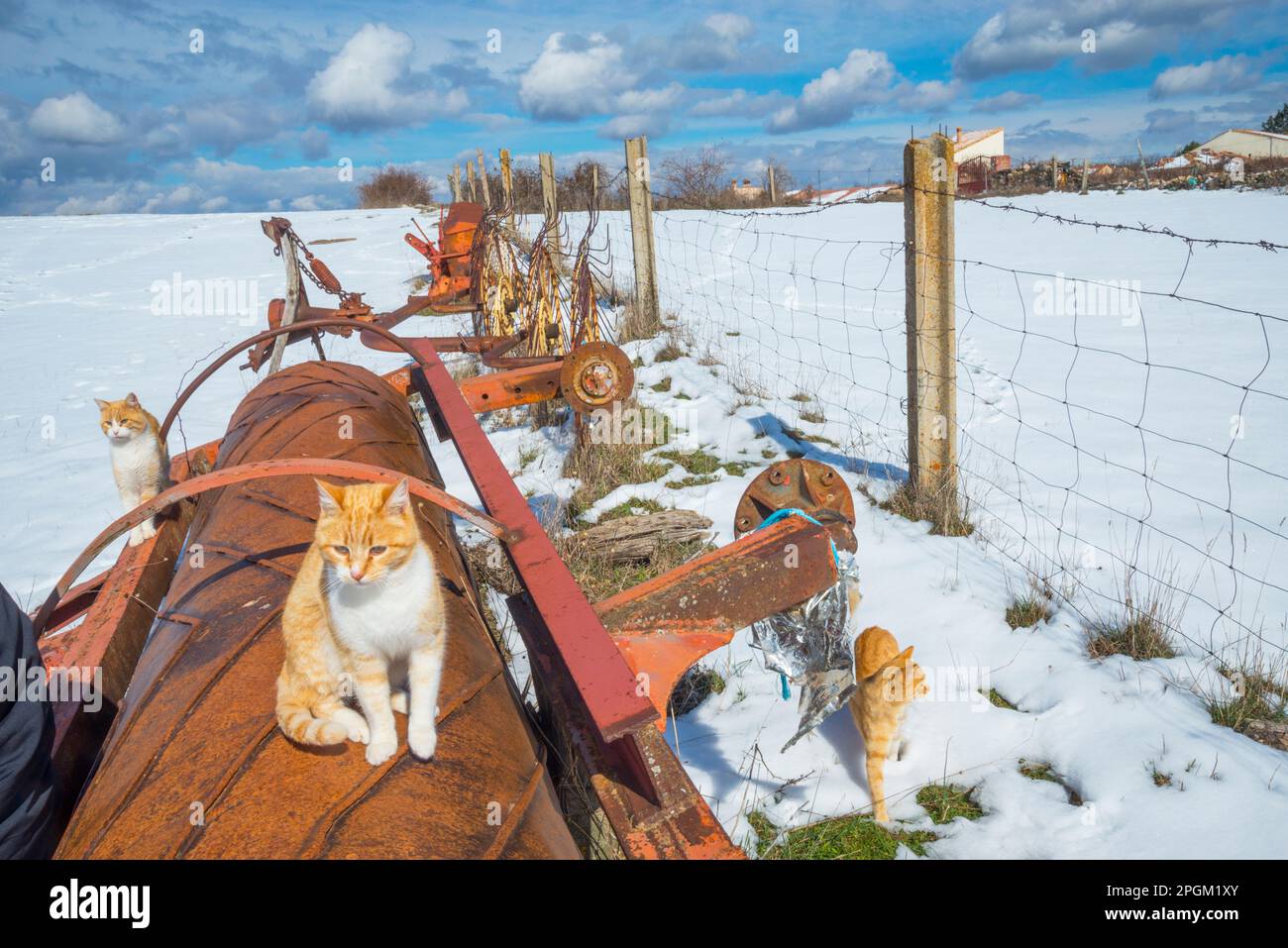 Tre gatti in un paesaggio innevato. Foto Stock