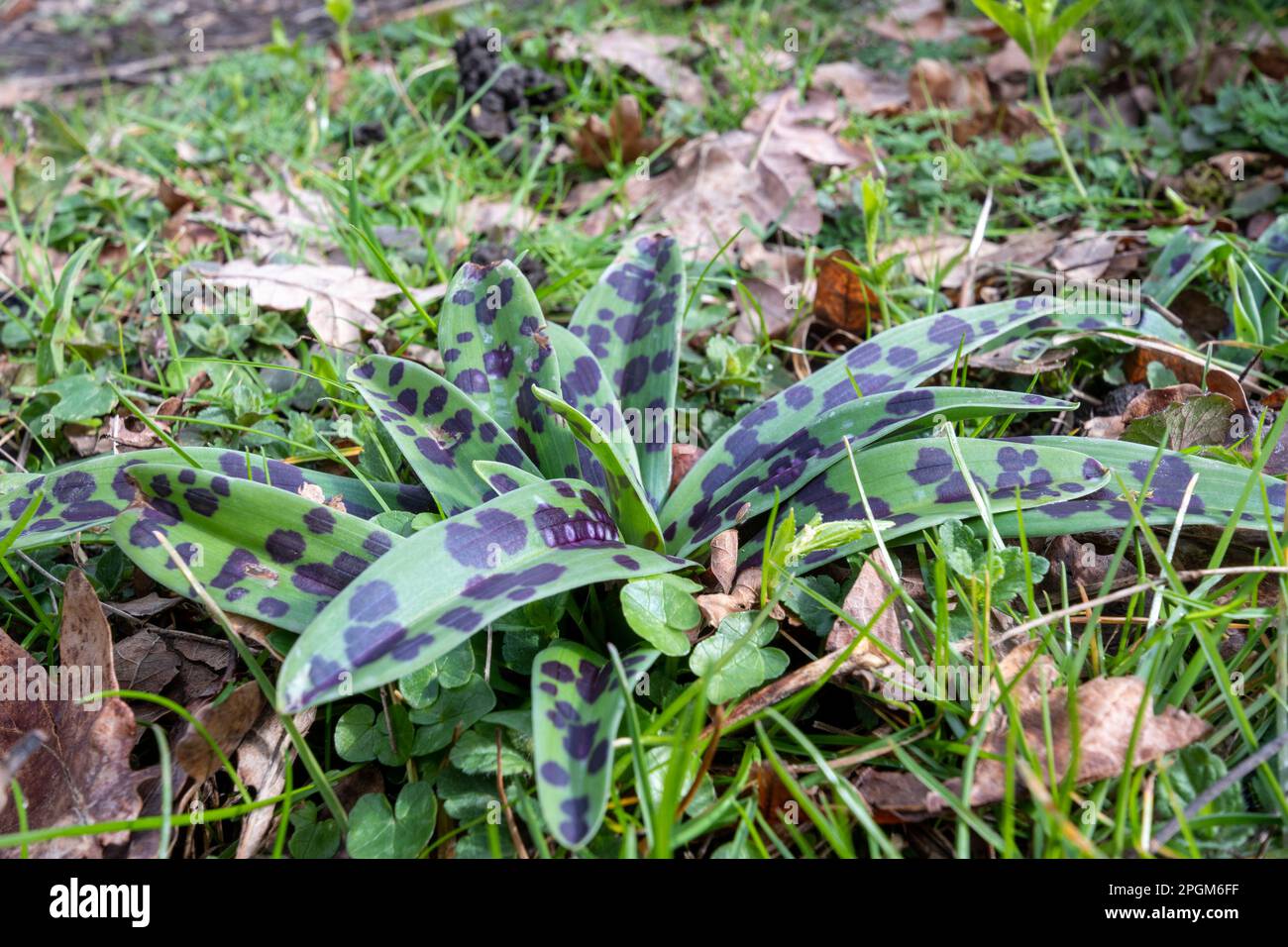Rosetta in foglia di orchidea porpora (Orchis mascula) in bosco nel mese di marzo o primavera, Hampshire, Inghilterra, Regno Unito Foto Stock