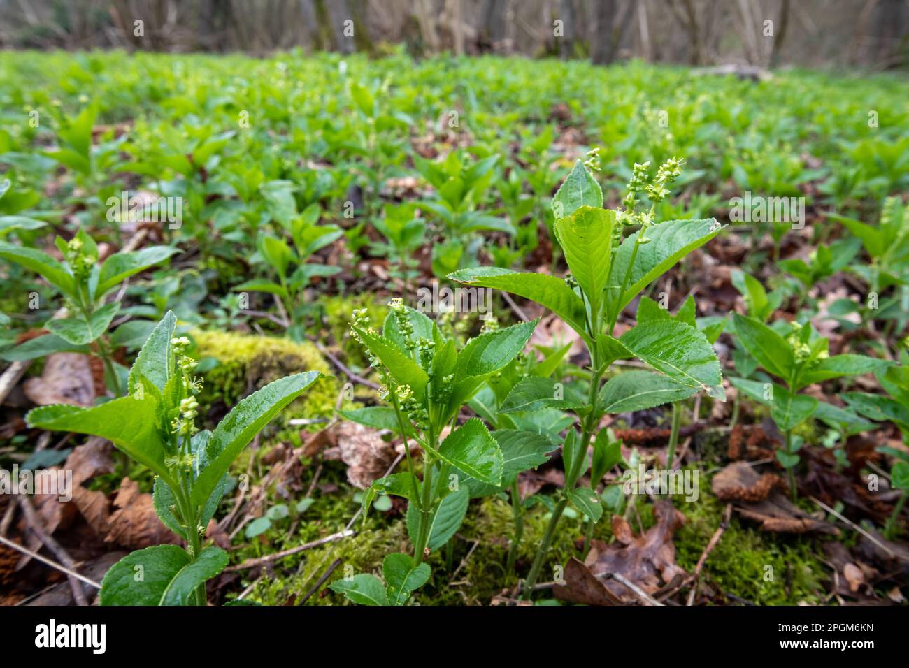 Mercurio del cane (Mercurialis perennis) che copre il pavimento del bosco durante il mese di marzo o la primavera, Hampshire, Inghilterra, Regno Unito Foto Stock