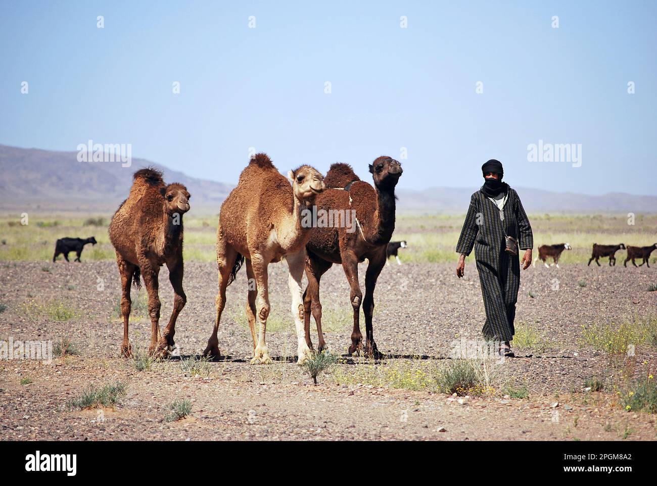 Pastore nel deserto, Erfoud - Marocco Foto Stock