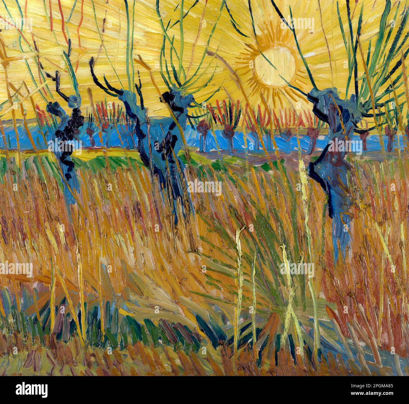 Pollard Willows al tramonto di Vincent van Gogh (1853-1890), olio su tela su cartone Foto Stock