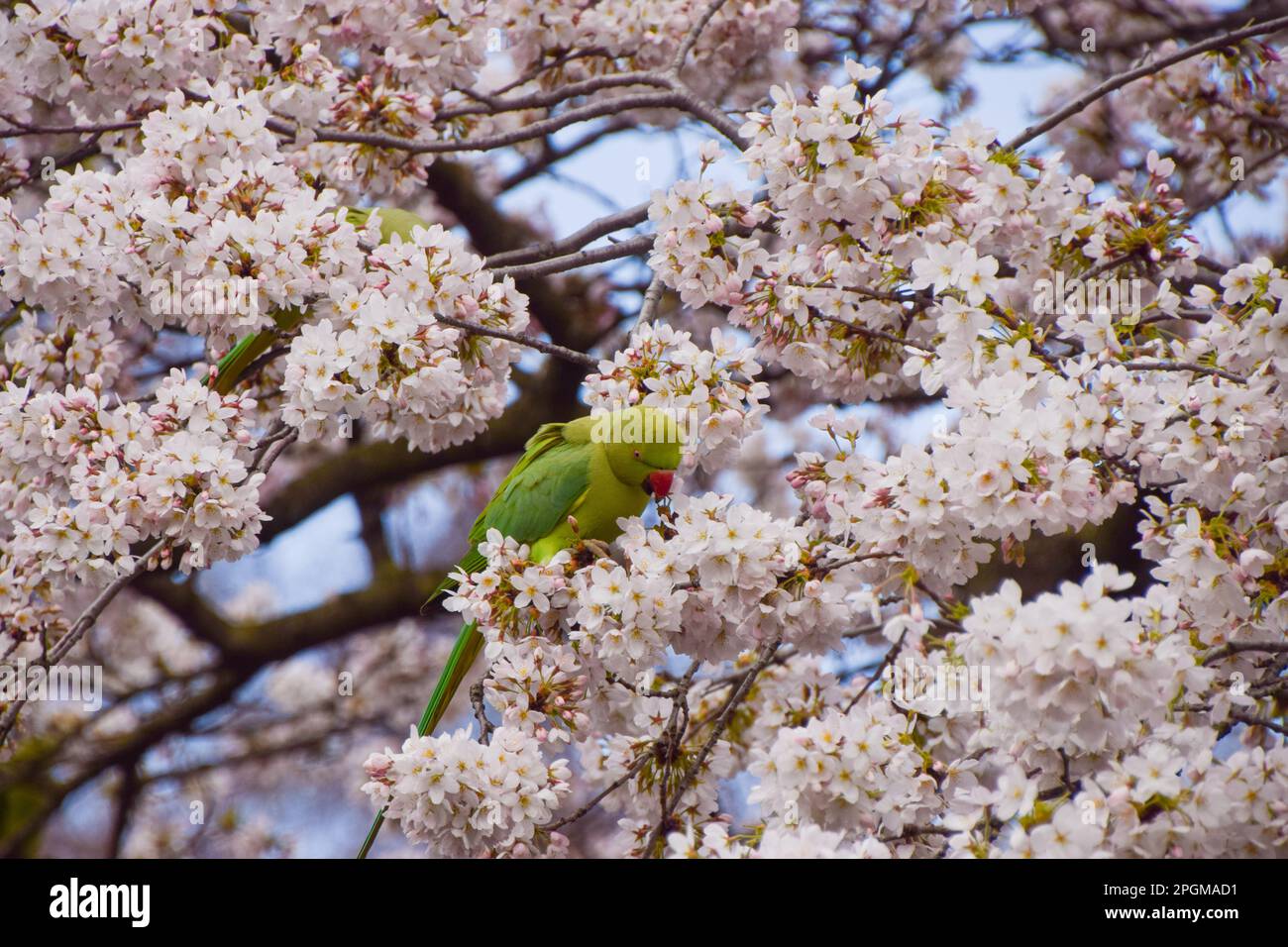 Londra, Regno Unito. 23rd marzo 2023. Un parakeet a collo ad anello, noto anche come parakeet con anelli di rosa, si accoppa ai fiori di un albero di ciliegio nel centro di Londra. Credit: Vuk Valcic/Alamy Live News Foto Stock