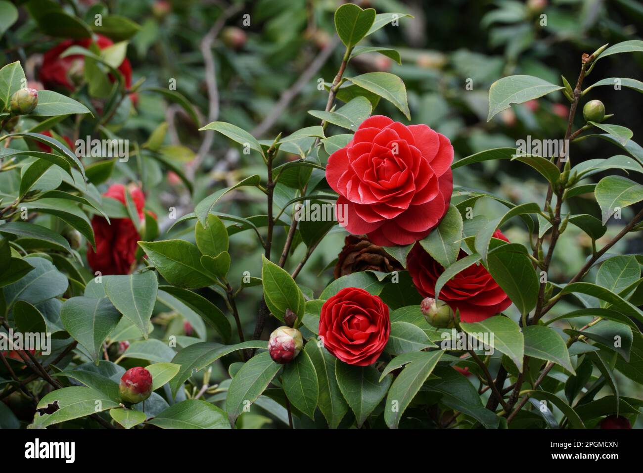 Sfondo naturale con cespuglio di macchia rossa fiorita Camellia japonica Foto Stock