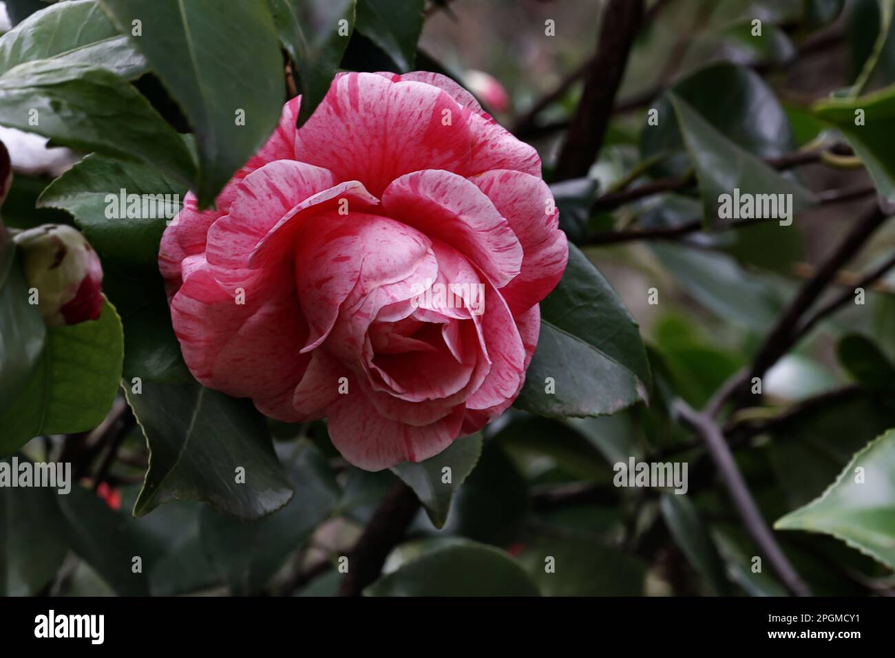 Fiore camellia bicolore in un cespuglio tra rami frondosi all'inizio della primavera Foto Stock