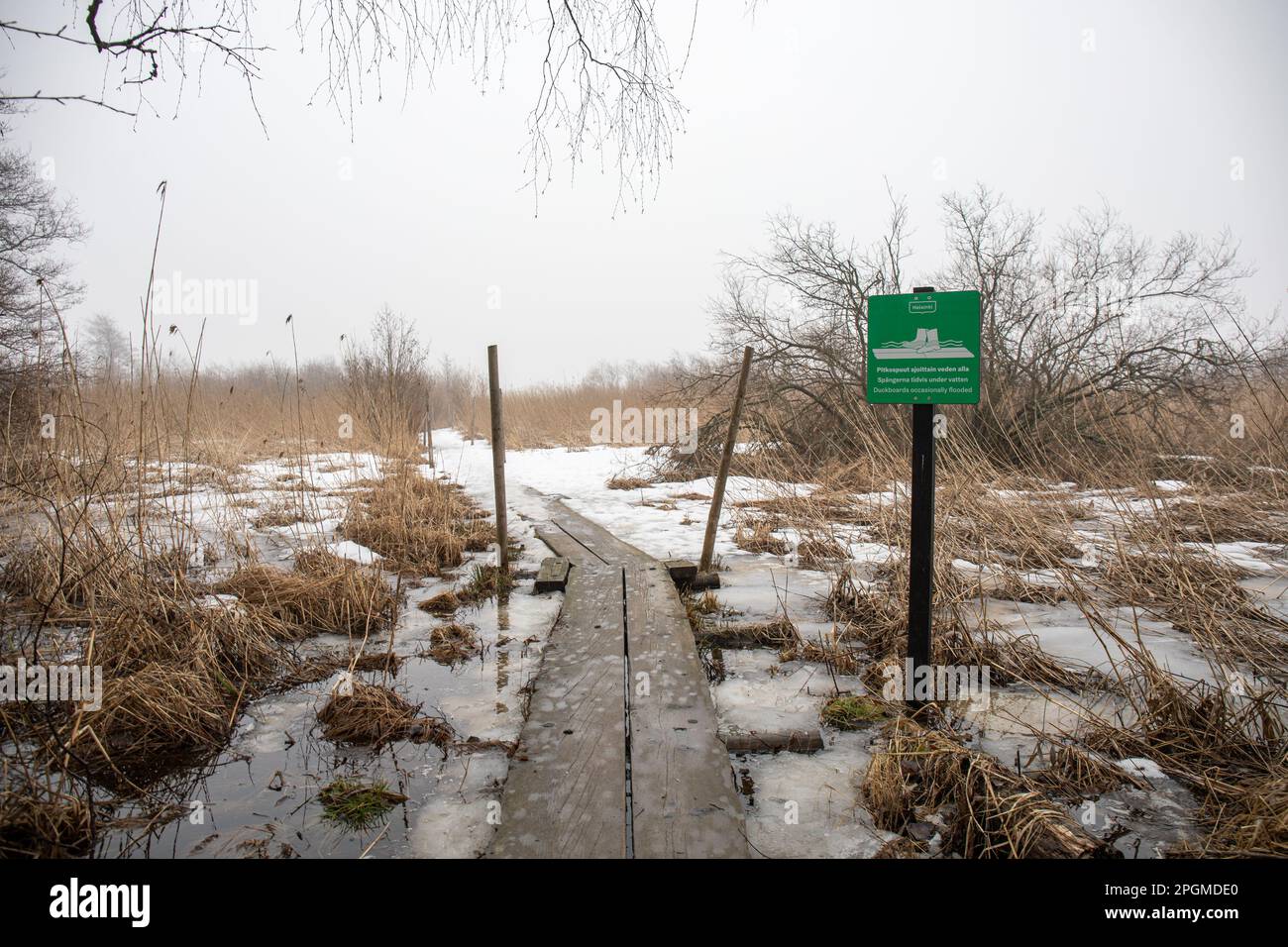 Anatra innevata in un'annebbiosa giornata primaverile presso la riserva naturale Viikki-Vanhankaupunginlahti a Pornaistenniemi, Helsinki, Finlandia Foto Stock