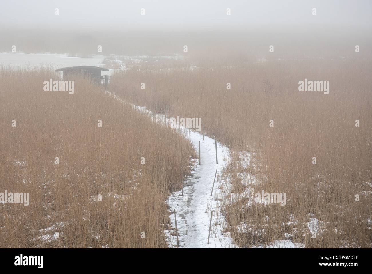 Alla fine della tavola da anatra ricoperta di neve in una giornata primaverile nebbiosa nella Riserva Naturale Viikki-Vanhankaupunglahti di Helsinki, Finlandia Foto Stock
