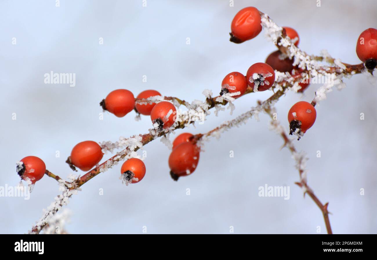 In inverno, le bacche rosse pendono sul ramo di un cespuglio di rosa cane Foto Stock