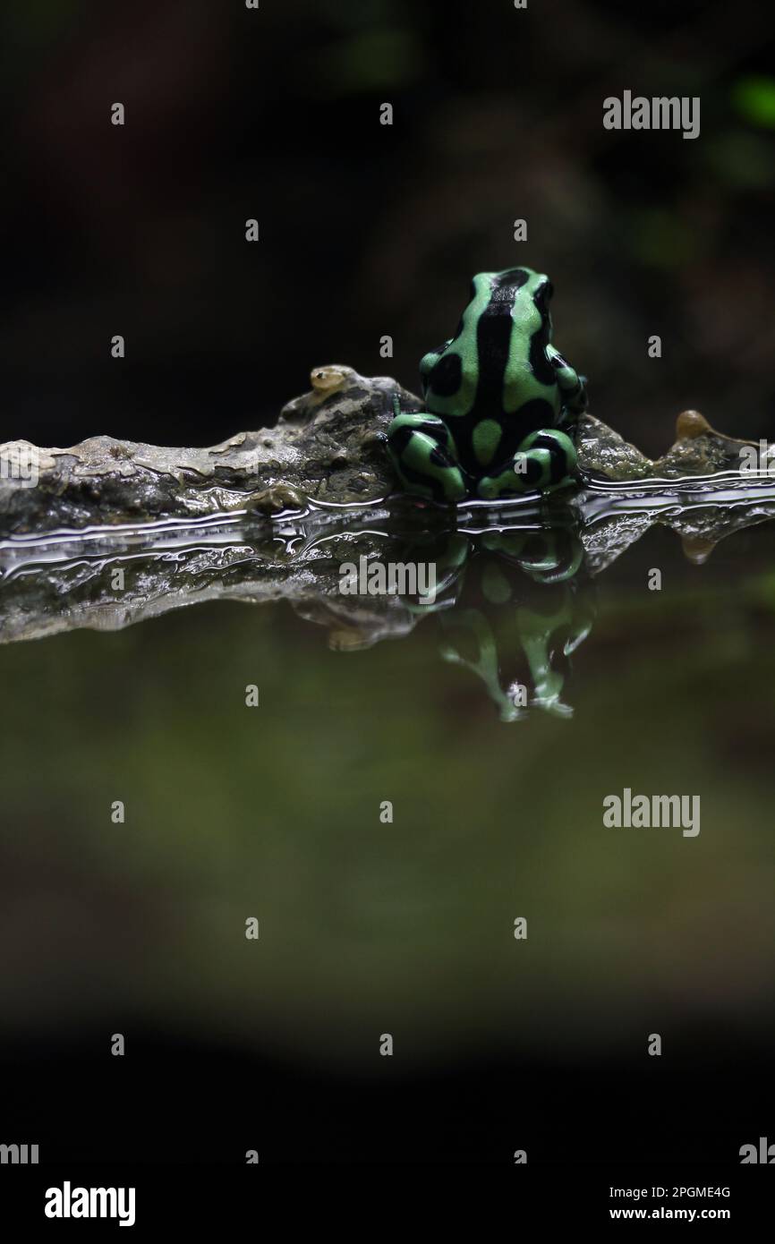 Rana verde e nera avvelenata (Dendrobates auratus) nello zoo di Copenaghen Foto Stock