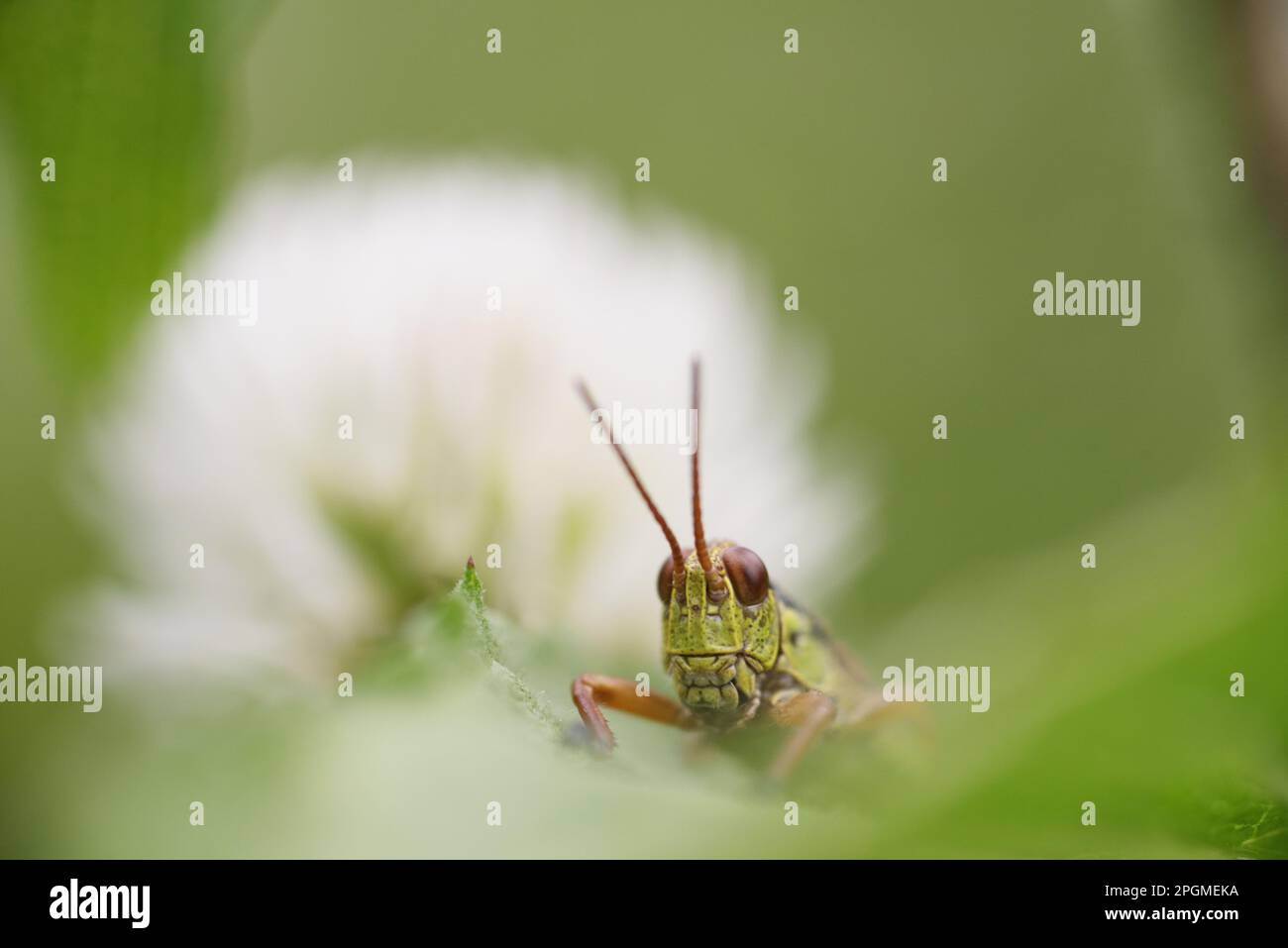 una bella cavalletta in un prato di montagna Foto Stock