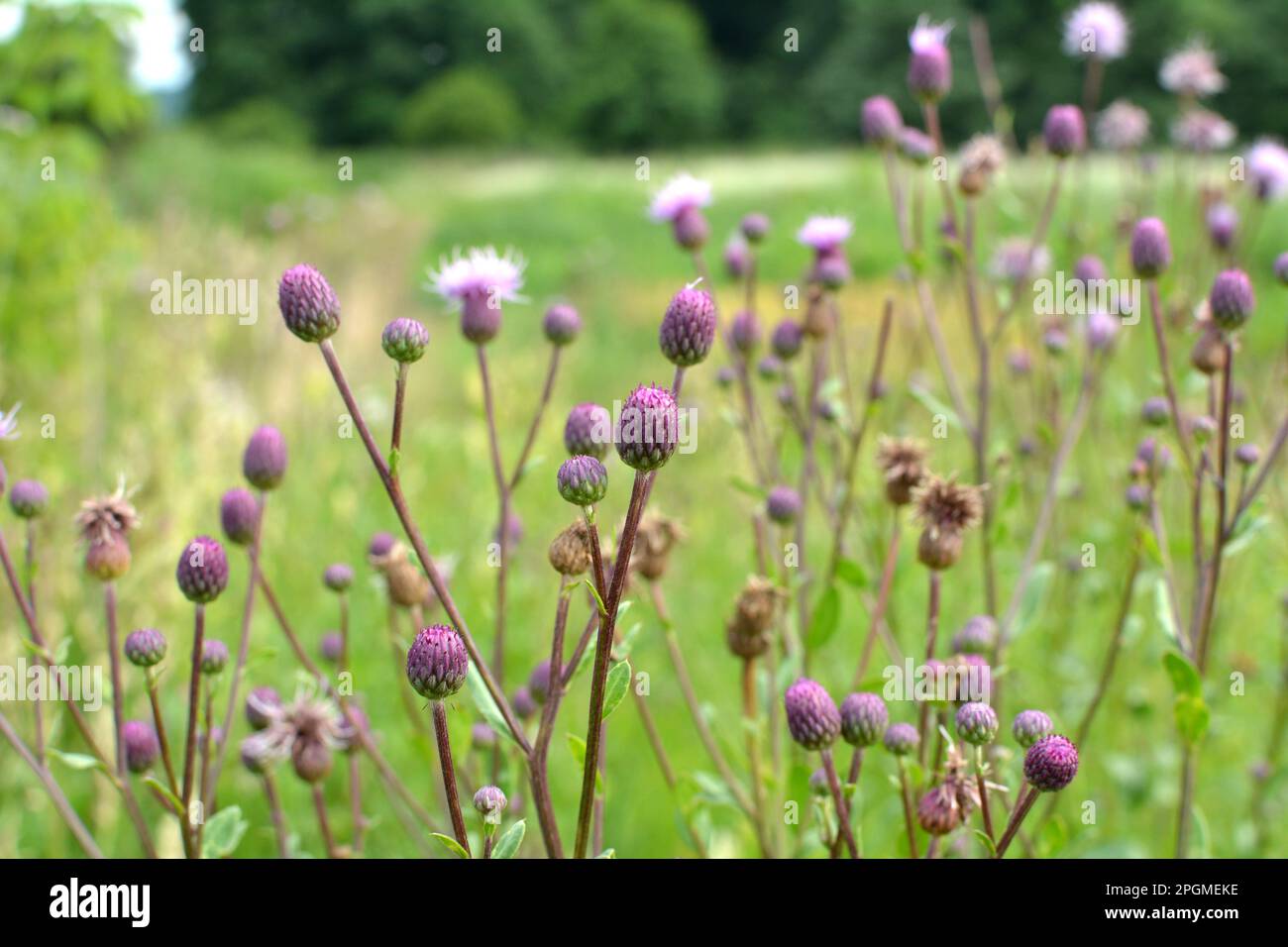 Tra le erbe del selvaggio cresce e fiorisce il campo di cardo (Cirsium arvense) Foto Stock