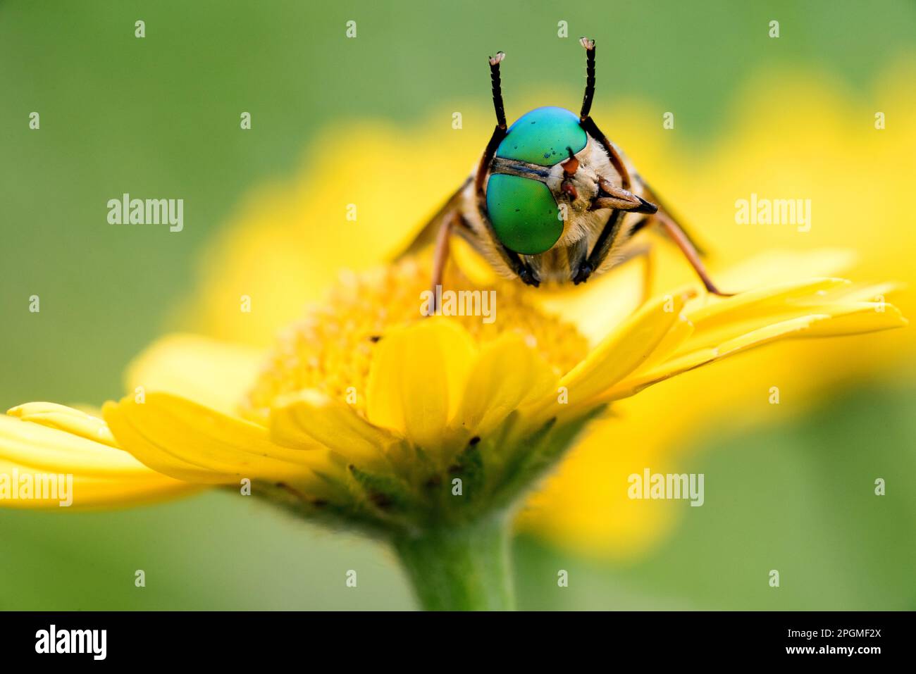 un bell'esemplare di tafano con grandi occhi verdi su un fiore Foto Stock