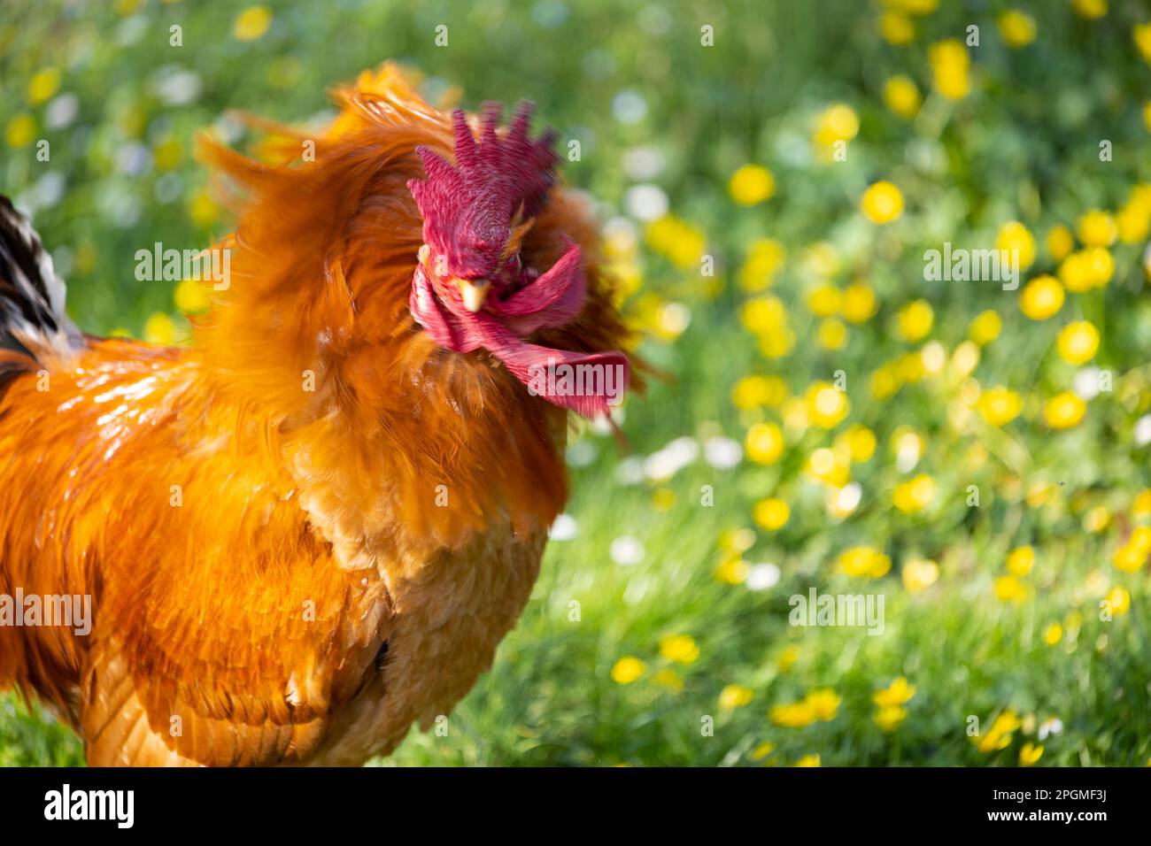 Ritratto di una magnifica razza empordanesa (gallina de raca empordanesa) gallo che scuote la testa (Gallus gallus domesticus). Foto Stock
